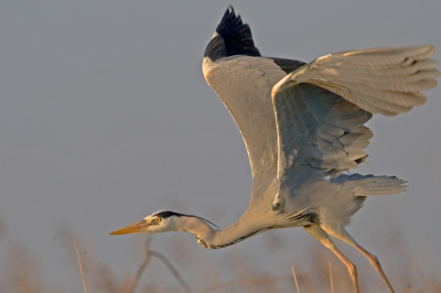 Een oudle. Ondanks dat niet de gehele vogel in beeld is vind ik  het toch de moeite waard, o.m. door het avondlicht en de actieve houding.