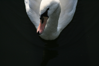 In de late middag hoopte deze zwaan op wat lekkers vanaf de brug. Helaas moest hij het doen met een fotografe met lege handen...