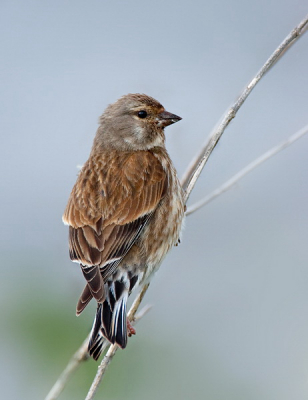 Tijdens een weidevogelonderzoek kwam er plots een groepje kneuen vlak bij me zitten. Ik heb een opname van dit vrouwtje kunnen maken toen de zon - helaas of juist prima - even wegviel.