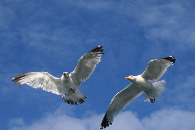 2 maanden terug op vakantie in frankrijk geweest. Ook naar het eiland ille de brehat geweest. Op de terugweg op de boot een paar foto's gemaakt van zilvermeewen. Canon EOS 400D + 55-200
