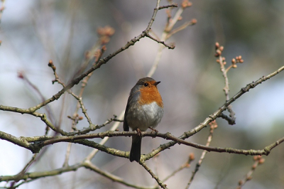 heb hem in het bos genomen na dat ik een 5min heb staan zoeken waar het geluid vandaan kwam,en dat was recht voor mij..