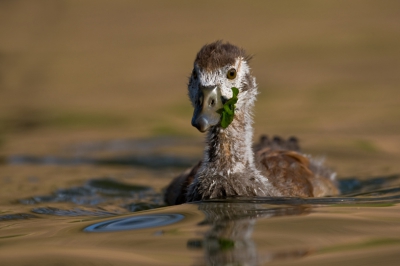 A little handicap for this small Egyptian Goose. At next day the handicap was forgotten.