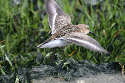 een bonte strandloper bij het wad bij Seerijp.
Bij opkomed water waren de strandlopers zeer dicht bij de dijk