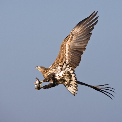 Ook ik had het geluk mee te kunnen met 14 mannen naar Polen, was een super en unieke ervaring! Met mijn nieuwe 500 mm lens en met de goeie tips van Han die naast me in het bootje zat even uitproberen. Eerst opvolgen in de lucht (wat wel erg zwaar was voor vrouwearmtjes!) tot hij de gewenste houding aannam, ik wou het zo graag met een visje in zijn greep, na veel geduld lukte het me!
Wie wil kan eind deze maand ook weer mee met Martijn de Jonge, een echte aanrader!