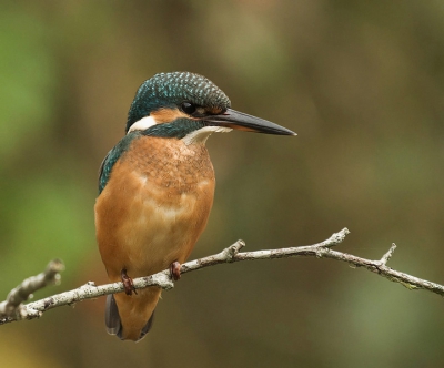 Af en toe prikte de zon iets door de bewolking. Ander takje , iets ander licht maar dezelfde vogel als Peter W.