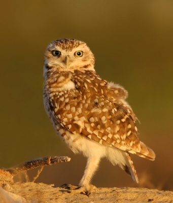 Het zoutmeer van Miramar in het binnenland van Argentini, heeft naast rust, vriendelijke mensen en fraai landschap veel te bieden aan vogelpracht, waaronder de alom aanwezige Konijnuilen.