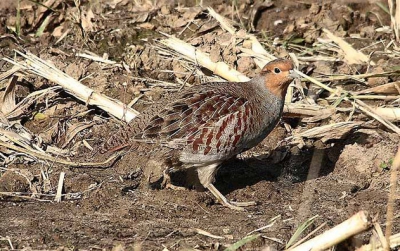 Ik had een groene specht op het oog, maar deze werd verjacht door mensen met een hond.
Na even wachten zag ik vanuit mijn ooghoek iets bewegen in het veld.
Dat was deze patrijs met nog 4 anderen.
Dit is mijn eerste foto van een vogel buiten mijn tuin. haha.