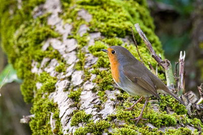Tijdens het lopen naar de zeearend waar ik hoopte op foto's te kunnen maken van de edelherten, kwam deze roodboorst op een bemoste boom voor me poseren, gelukkig liep im et de 100-400 op de camera.