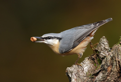 Boomklever met nootje, wat een beweeglijk vogeltje is het  
maar er zijn momenten dat hij even stil zit.