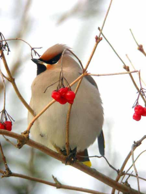de vogel ging er mooi voor zitten