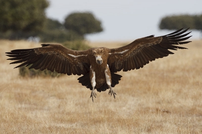 A young bird landing in a hot day after summer. Note how is drooling.