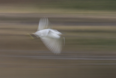 <i class='fa fa-user'></i> Danibabi | Kleine Zilverreiger  <i class='fa fa-eye'> 768</i>  <i class='fa fa-thumbs-up'> 1</i>   <i class='fa fa-comment-o'> 9</i>