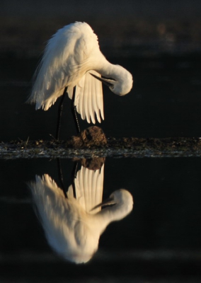Een poetsende zilverreiger in het vroege ochtendlicht.