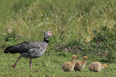 Esteros del Ibera is een groot wetlandgebied in het noordoosten van Argentini en sluit aan op de Gran Chaco. Het is een miniversie van de Pantanal in Brazili, rijk aan vogels en ander wildlife.