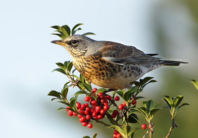 In de buurt van het tuinvogel plekje staat een stuik vol met vuurrode bessen, geen idee welk soort het is.
Maar de kramsvogels en koperwieken vinden ze erg smakelijk.