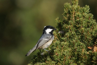 Veel zwarte mezen op trek door het hele land. In Westkapelle waren er vier druk aanhet foerageren in een klein boompje.