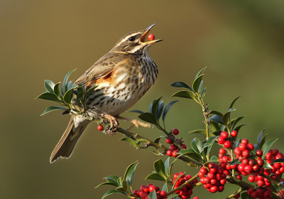 in de zelfde struik waar ik de kramsvogel mocht fotograferen zaten ook wat koperwieken.
Deze was aan het jongleren met een bes.