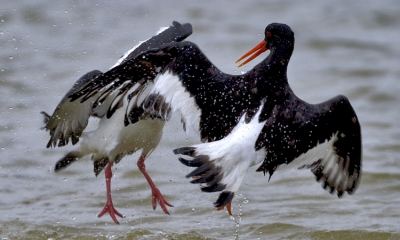 vechtende scholeksters gemaakt met de 10d  en de 100-400 is lens