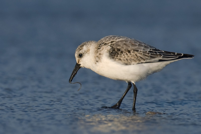 Weinig te zien op het strand , gelukkig een groepje van 3 drieteentjes.Heel grappig om die te volgen maar moeilijk om op de foto te zetten ze blijven maar heen en weer rennen.
Deze had een pier of een wormpje te pakken en aarzelde heel even zodat ik hem er aardig op kon krijgen.
Ook nog even de pier opgelopen maar daar werd ik bijna vanaf geblazen door de harde wind dus dat hield ik al gauw voor gezien.
Zelfs op de parkeerplaats stond teveel wind en er zat dus ook niets op de paaltjes,volgende keer beter.