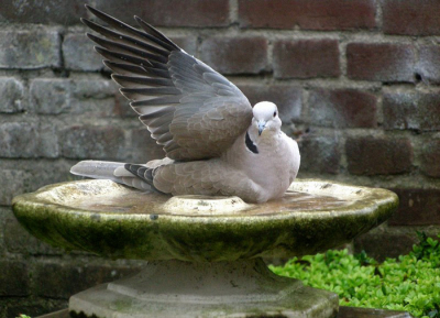 Deze turkse tortel heeft mijn vrouw op de foto gezet met haar camera. Zij is degene die altijd de vogels voorziet van voer in de mindere tijden en water ten alle tijden. Deze tortel ging ook maar eens een badje nemen in de drinkbak. Een gezicht van " Ik mag toch ook wel even?"