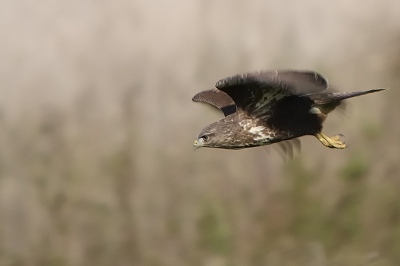 De zelfde buizerd, die iets gezien heeft en er op af gaat. Wat het was daar ben ik zelf niet achter gekomen, maar hij heeft daar in het veld wel strijd gevoerd. Helaas zijn die foto's mislukt omdat er allerlei riet- en andere stengels voor stonden.