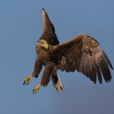 Han heeft gelijk. We zaten inderdaad op hetzelfde ogenblik in hetzelfde schuitje op dezelfde zeearend beelden te schieten.
De vogels was echter verwonderd een vrouw in de boot te zien!!!
Han weet hoe zot ik ben van zijn billekes, mooie h!!!