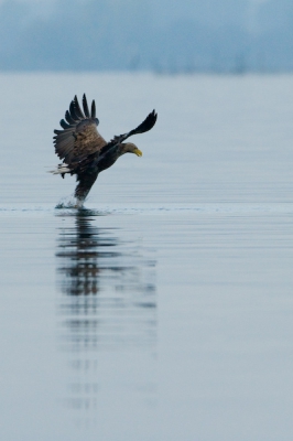 Deze foto is het vervolg van de vorige die ik het gepost met zijn poten bijna in het water, hier pakt hij juist zijn vis!
De weerspiegeling in het water heeft ook wel iets!