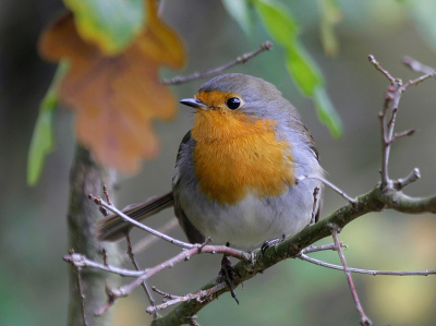 ik heb een paar dagen vrij genomen om te fotograferen, vanmorgen al vroeg op pad gegaan maar het zat niet mee.ik had alleen de mogelijkheis om deze roodborstje te fotograferen.
ik ben benieuwd wat jullie er van vinden.