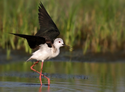 One of my favorite shot of Black-winged Stilt, Bulgaria, near Black Sea, 07:30h in the morning