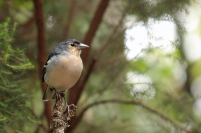 Wandelend door het oerbos Cuba de la Galga hoorden we heel veel vogels, maar zagen ze bijna niet. Mooie uitzondering was deze vink die kalm op z'n tak bleef zitten