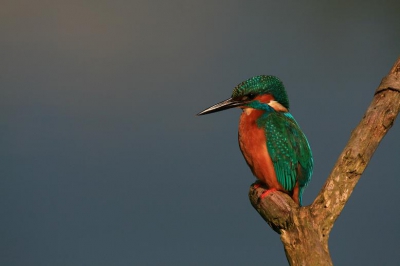 Ben voor het eerst naar de OVP gegaan, en heb het geluk gehad deze ijsvogel te mogen spotten. Het was even geduld hebben maar gelukkig werd het geduld beloond :)
