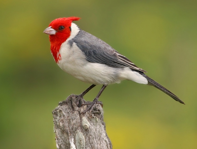Het rustieke indianendorpje Carlos Pelegrini staat bekend om zijn vogelleven. Je kan hier uren rond lopen tussen de adobehuisjes en veel tegenkomen, waaronder deze kardinaalsvogel.