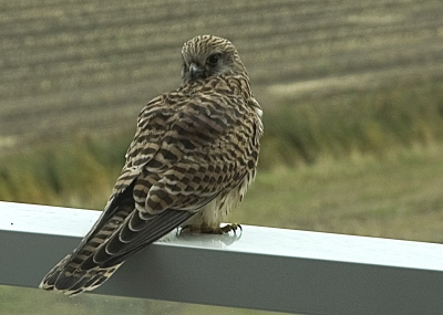 Een torenvalk op de rand van ons balkon, ik kon tot op 2meter afstand van haar vandaan komen.