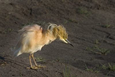 Deze ralreiger had wat moeite om z'n ontbijt door te slikken!

300D, 100-400@400mm, 5.6 

Morning drive, Chobe NP

Groeten,
Bas Haasnoot