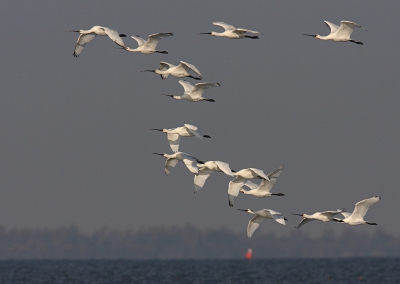 Een groep Lepelaars waaiert als een breed wit lint over het Grevelingenmeer. Door de harde wind verandert de formatie voortdurend van vorm. Dan weer eens breed, dan weer compact. Een mooie groep nog, zo laat in het seizoen.
