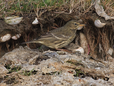 Op deze stralende oktoberdag scharrelden er meerdere Oeverpiepers in en rond de vloedlijn. Regelmatig verdwenen zij in door glofslag uitgespoelde gaten. Hier komt er net n tevoorschijn. De vogel is omringd door Muiltjes, een in het zoute water voorkomend schelpdier. Vogel was goed te benaderen (vier, vijf meter).