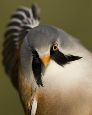 Gedurende het vogelringweekeinde vingen we deze prachtige baardmannetjes.