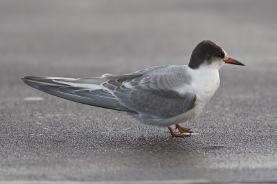 een andere foto van dezelfde vogel gefotografeerd op scheveningen bla bla bla bla bla