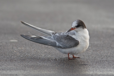 een andere foto van dezelfde vogel gefotografeerd op scheveningen bla bla bla bla bla