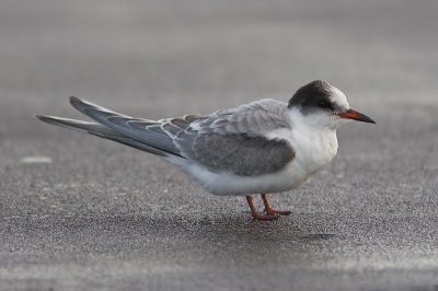 een andere foto van dezelfde vogel gefotografeerd op scheveningen bla bla bla bla bla