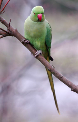 Deze zeer schuwe parkiet zat in mijn tuin en heb hem vanachter het gordijn weten te fotograveren.