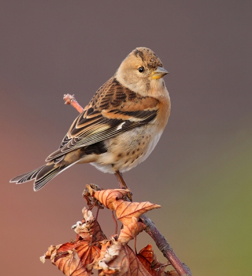 Wegens allerlei redenen de afgelopen tijd even niet aan fotograferen en uploaden toegekomen. Ik pak de draad op bij het BP-weekendBij gebrek aan koperwieken en kramsvogels (die afgelopen jaar massaal op Terschelling aanwezig waren), heb ik me o.a. uitgeleefd op vinken en kepen. De tekening en kleuren van kepen vind ik persoonlijk geweldig. Daarom gekozen voor dit portret waarop die tekening goed te zien is, samen met de expressie van de (herfst)(achtergrond)kleuren. We hebben dat weekend niet heel zon gezien, maar deze foto is gemaakt op het moment dat de zon in de ochtend even prachtig doorbrak. Heb de foto ietsje gecropt, donkerder gemaakt en vervolgens een verticale uitsnede uit een liggende foto gemaakt.