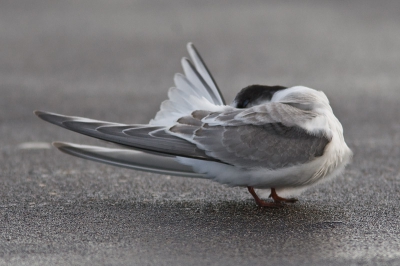 Op deze foto zijn de buitenste staartpennen goed zichtbaar bla bla bla bla bla bla bla