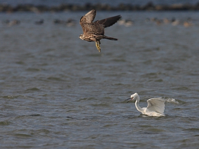 Boven het Grevelingenmeer waren drie Slechtvalken aan het bakkeleien met Grote Mantelmeeuwen en Rotganzen. Er werden ook Kokmeeuwen getreiterd, die zich prompt als stenen in het water lieten vallen. Een fantastisch schouwspel! Alleen te ver om te fotograferen... En Slechtvalk kwam redelijk dichtbij en begon een Kleine Zilverreiger te zieken. De witte reiger verdween bijna onder water. Op de foto is de Kleine Zilverreiger de schrik weer te boven en uit hij met opengesperde bek nog even zijn ongenoegen.