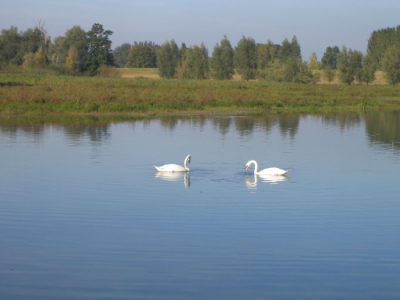 twee knobbelzwanen n een meertje. de foto is een beetje slecht. maar binnenkort komt er een spiegelreflexcamera daar moet het beter mee kunnen