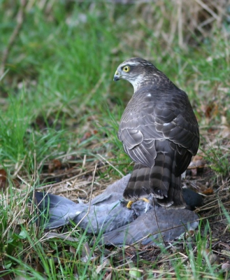 Al fietsend zag ik uit mijn ooghoek iets uit een boom vallen en er vlogen twee houtduiven weg. Blijkbaar was een derde ten prooi gevallen aan deze sperwer. Zo'n relatief kleine vogel op zo'n grote prooi!