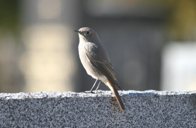 Bij een kerk ergens in Landeck waar we op vakantie waren zaten een paar zwarte roodstaarten. Mijn ouders en broertje liepen verder maar ik moest natuurlijk even achter de roodstaarten aan.