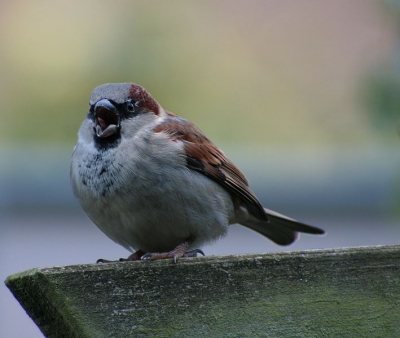 Aangezien mijn achtertuin vrijwel dagelijks door een zwerm huismussen als een soort "praathuis" wordt gebruikt realiseer ik me steeds meer wat een prachtig vogeltje het eigenlijk is.
En sinds kort (na lang sparen) heb ik de kans om ze te fotograferen, dus commentaar waar ik wat mee kan, graag!