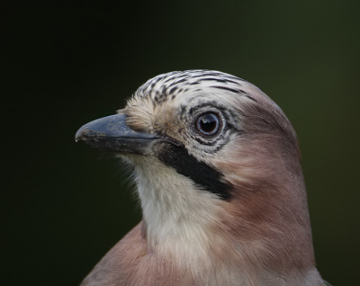 Hierbij een portretje van de gaai, dit is de zelfde vogel als die met de eikel.