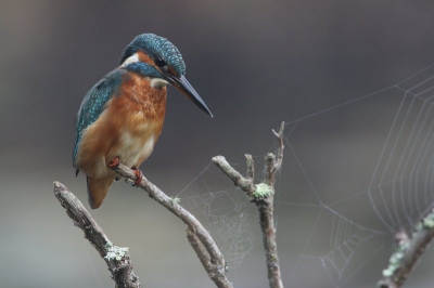 Een paar dagen bezig geweest om een wat andere plaat te maken van een IJsvogel. Op 3de dag was er s'morgens mist en juist het ontbreken van de zon het wat sombere weer de ISO op 800 kon ik deze plaat maken. De mist zorgde ervoor dat de spinnenwebben in beeld kwamen. Compositie zo gekozen dat dit de foto wat extra's gaf.